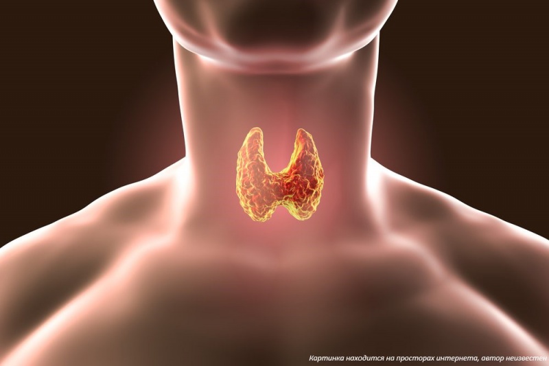 Щитовидная железа: Ваша педаль газа